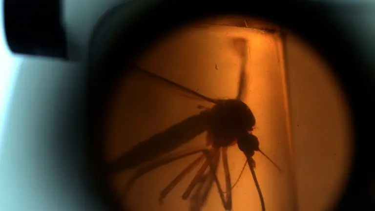 <p>Fotografía de laboratorio de un ejemplar del mosquito Aedes aegypti, vector del virus del Zika, tomada el 3 de febrero en El Salvador</p>