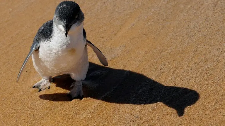 <p>Un pequeño pingüino en una playa de Sydney en Australia, el 20 de marzo de 2009</p>