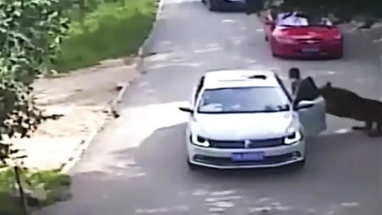 Tigre ataca a turista