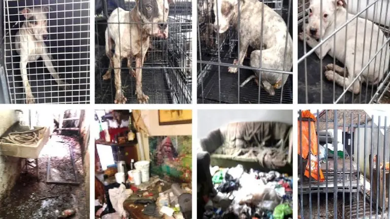 perros rescatados en méxico