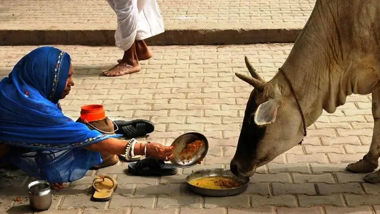 vacas india