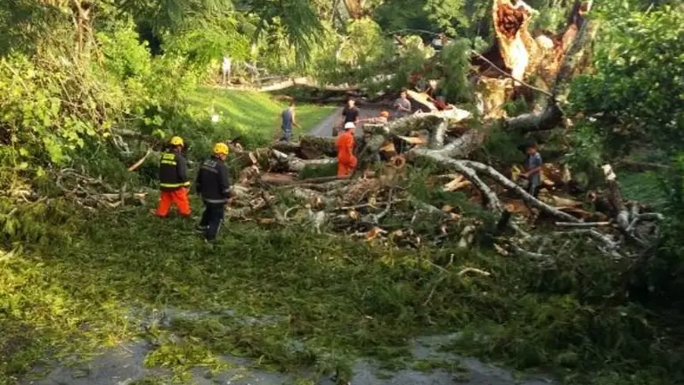 Conacaste en carretera a Estanzuelas