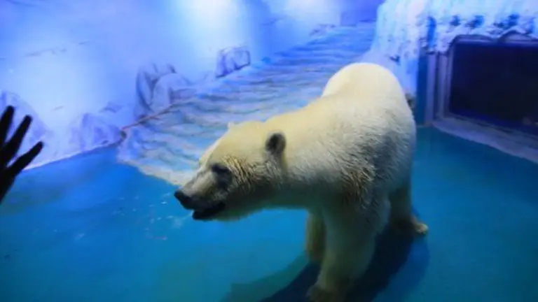 This recent undated handout photo released to AFP on October 28, 2016 shows a polar bear named "Pizza" inside her enclosure at the Grandview Shopping Mall in Guangzhou in southern China's Guangdong province.
A global campaign to free the world's "saddest polar bear" from a Chinese shopping centre has gathered one million signatures, rights groups said, as a new video of the wretched-looking creature sparked fresh outrage. / AFP PHOTO / Humane Society International / Maizi/Vshine / -----EDITORS NOTE --- RESTRICTED TO EDITORIAL USE - MANDATORY CREDIT "AFP PHOTO / Humane Society International / Maizi/Vshine" - NO MARKETING - NO ADVERTISING CAMPAIGNS - DISTRIBUTED AS A SERVICE TO CLIENTS - NO ARCHIVES