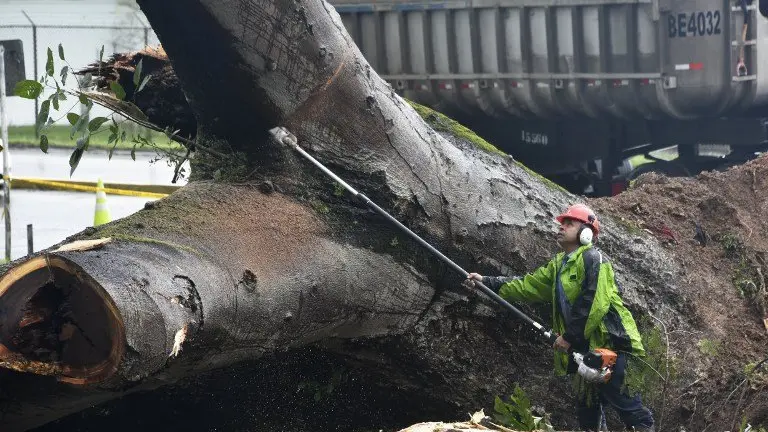 A worker cuts a tree that killed a boy when it fell during a storm in Panama City on November 22, 2016.
Tropical Storm Otto, that is expected to become a full-on hurricane in the Caribbean, was lurching toward Central America on Tuesday, with its rainy fringe already causing three deaths in Panama and prompting coastal evacuations in Costa Rica. In Panama, three people died from a mudslide and a falling tree provoked by the first outer dump of Otto&#39;s heavy rains, the head of the National Civil Protection Service, Jose Donderis, told AFP.
 / AFP PHOTO / Rodrigo ARANGUA