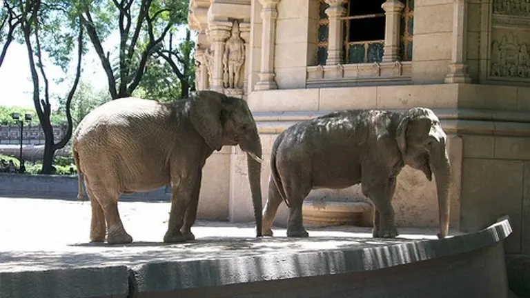 Elefantes de Buenos Aires