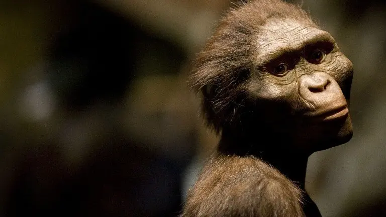 A sculptor's rendering of the hominid Australopithecus afarensis is displayed as part of an exhibition that includes the 3.2 million year old fossilized remains of "Lucy", the most complete example of the species, at the Houston Museum of Natural Science, August 28, 2007 in Houston, Texas. The exhibition is the first for the fossil outside of Ethiopia and has generated criticism among the museum community and others that believe the fossil is too fragile to be moved from it's home country.   Dave Einsel/Getty Images/AFP     = FOR NEWSPAPERS, INTERNET, TELCOS AND TELEVISION USE ONLY =