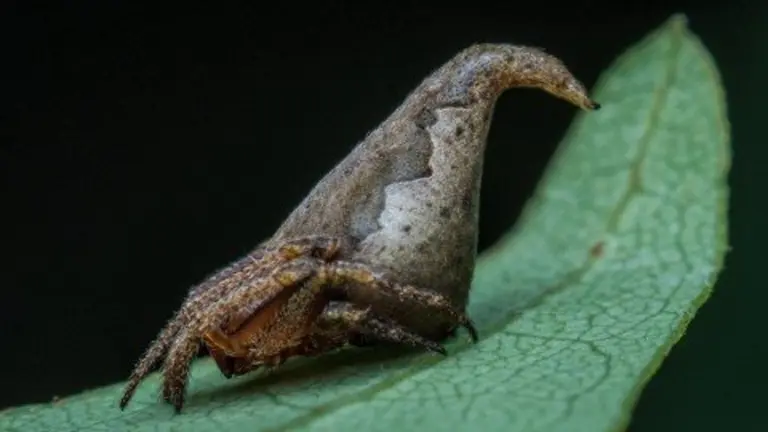 Araña