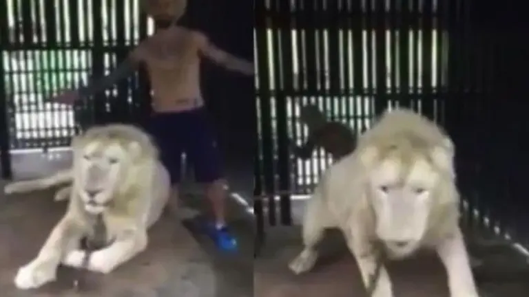 Un turista se llevó tremendo susto dentro de la jaula de un león.