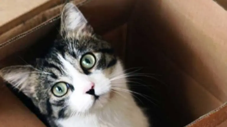 Gato