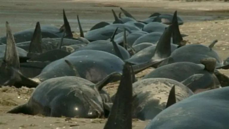Ballenas Piloto (foto de ilustrativa).