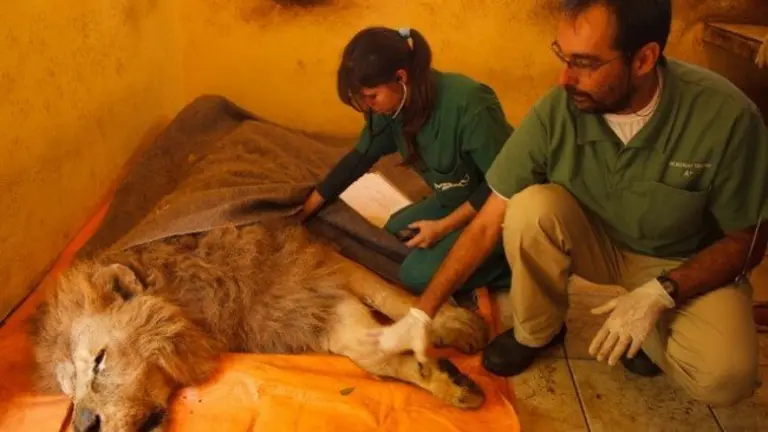 Veterinario-Extremo-650x1024