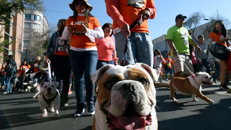 Scores of English bulldogs owners massively gather to set a Guinness Record in Mexico City on February 26, 2017. 
The total number of dogs gathered was of 950. / AFP PHOTO / ALFREDO ESTRELLA