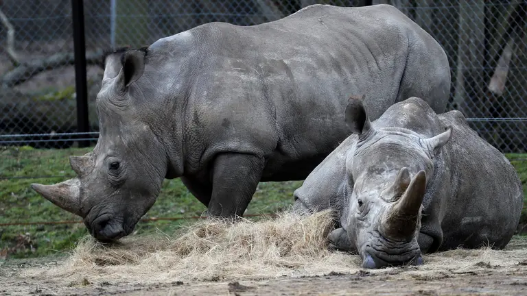 Rinocerontes en un zoológico de Francia