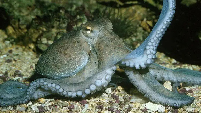 Pulpo