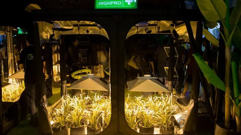 A picture taken on March 10, 2017 shows greenhouses of marihuana plantation at the Spannabis 2017 Cannabis Fair in Cornella, near Barcelona.
The fair is a smorgasbord of stalls with products for smoking and cultivating cannabis. / AFP PHOTO / Josep Lago
