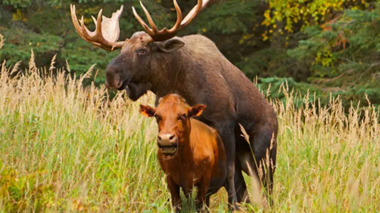 Alce se escapa en Canada