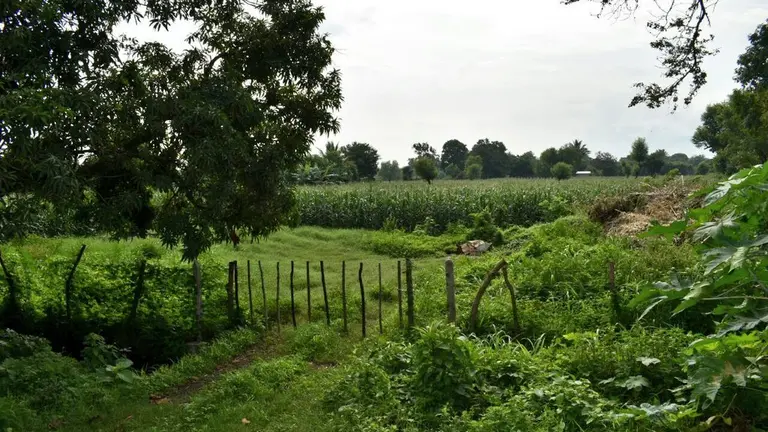 Terrenos de Francisco Flores