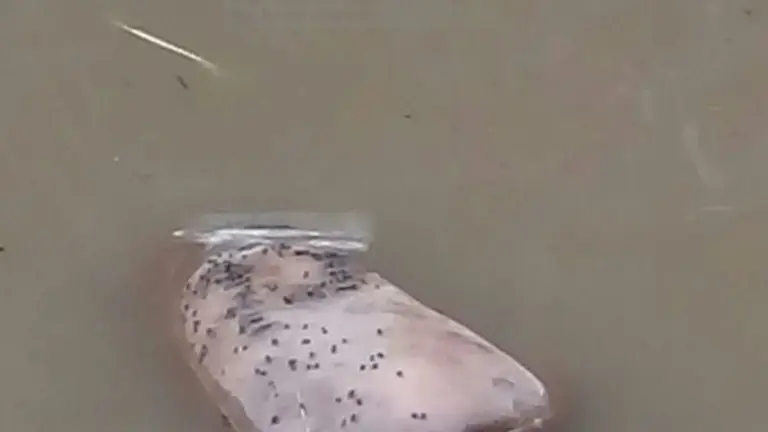 Rescate de cadáver en Acelhuate