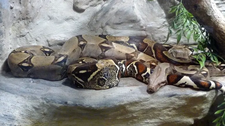 boa constrictor