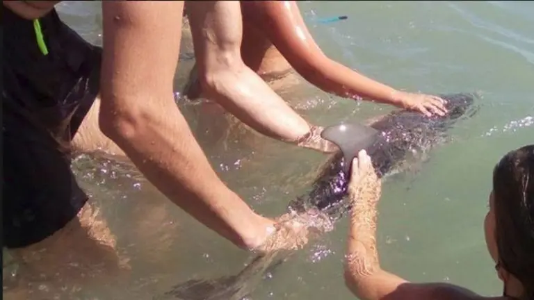 Muere delfín en España