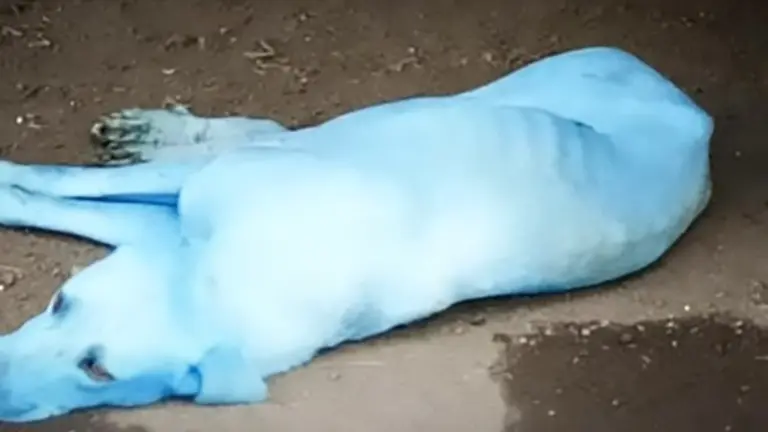 Pics shows: Untreated industrial waste being released into the Kasadi river may be turning stray dogs blue;
Poor dogs in one town are looking more like Smurfs every day after the polluted river water they bathe in turned them an odd shade of blue.
Untreated industrial waste is being pumped into the Kasadi River in the city of Navi Mumbai, Maharashtra State in Western India and causing the town's stray dogs to have something of a makeover.
The bizarre incident has resulted in the fur of stray dogs in the area turning blue.
The poor pooches regularly wade into the water to cool down and look for scraps of food but the newly pumped waste is causing them to look like Smurf characters.
Officials have been made aware of the problem and a water quality test has since been carried out in the area.
It ruled the waste treatment was "inadequate" with the levels of biochemical oxygen demand (BOD) — the concentration of oxygen required to sustain aquatic life — was 80 milligram a litre (mg/L) with levels of toxic chloride also high.
The water was deemed unfit for human consumption with studies also showing the pollution levels in the area had been raised by a whopping 13 times the "safe limit".
Yogesh Pagade, a local fisherman in the area said: "After numerous complaints to MPCB over the years, only the stench at Kasadi has reduced. However, the pollution levels continue to be extremely high and dissolved oxygen is negligible."
A complaint has now been registered with the Maharashtra Pollution Control Board (MPCB) saying that animals in the area are suffering as a result of the waste.
Animal protection officer Arati Chauhan said: "It was shocking to see how the dog’s white fur had turned completely blue. We have spotted almost five such dogs here and have asked the pollution control board to act against such industries."
MPCB officials have since replied saying they are investigating.
A spokesman said: "Allowing the discharge of dye into any water body is illeg