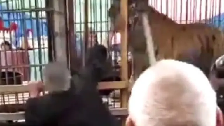 Tigre muerde viejito