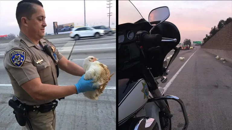 pollos en carretera