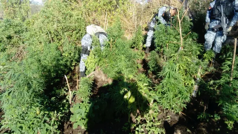 Localización de plantas de marihuana