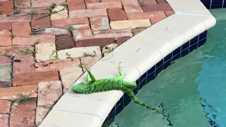 Iguanas3