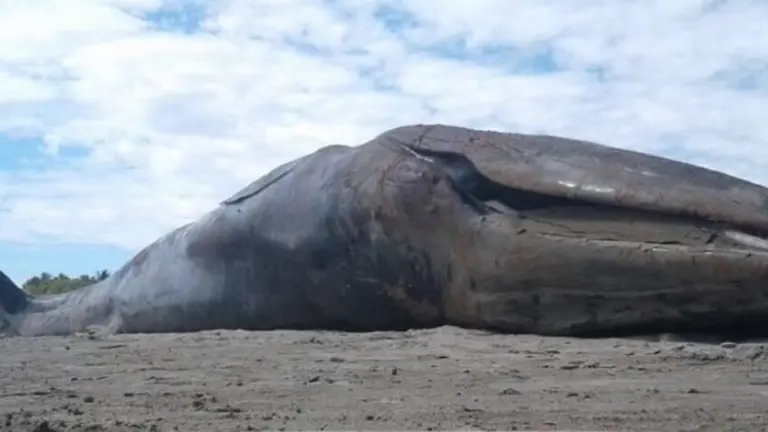 Ballena1