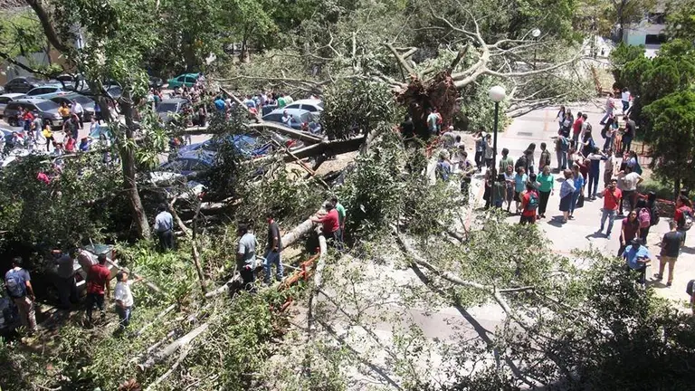 Árbol caído en la UES