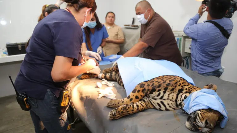 Flacucha, jaguar muerta en el Zoológico Nacional