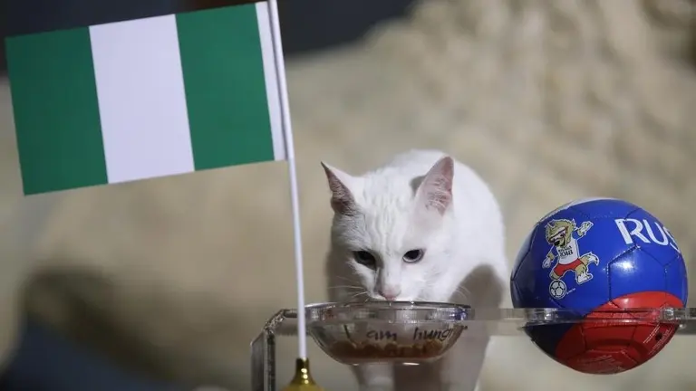 gato aquiles, Nigeria-Argentina
