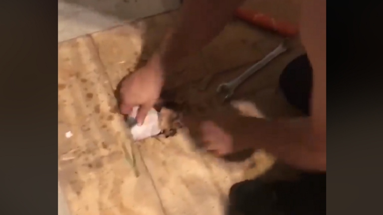 Imagen captura de pantalla del vídeo
