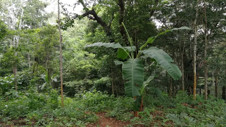 Zona boscosa de Tepecoyo