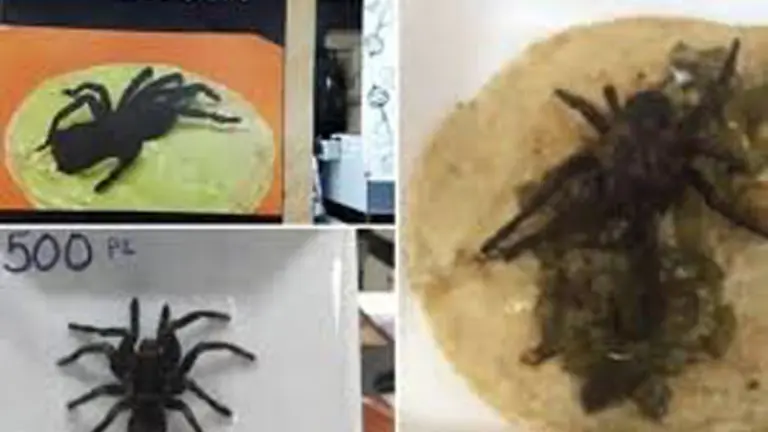 tarantulas