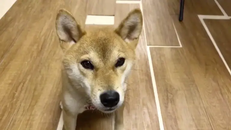 Imagen tomada de Posta