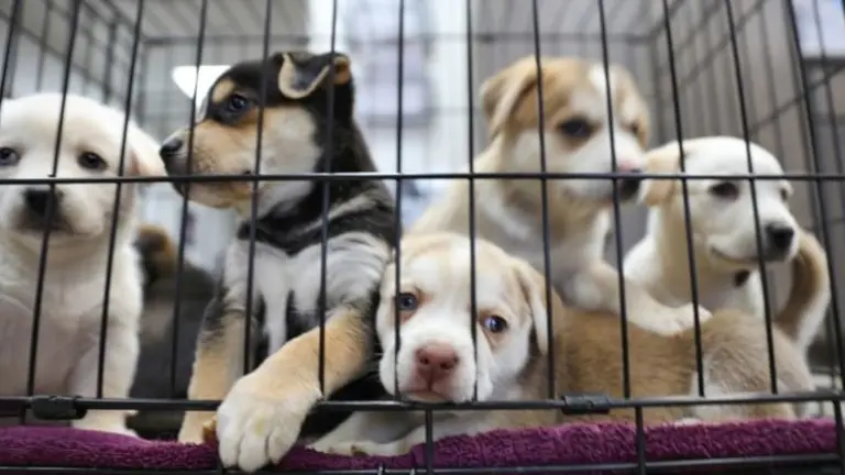 animales perros