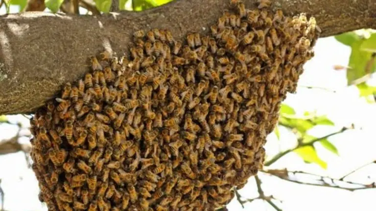 Abejas africanizadas
