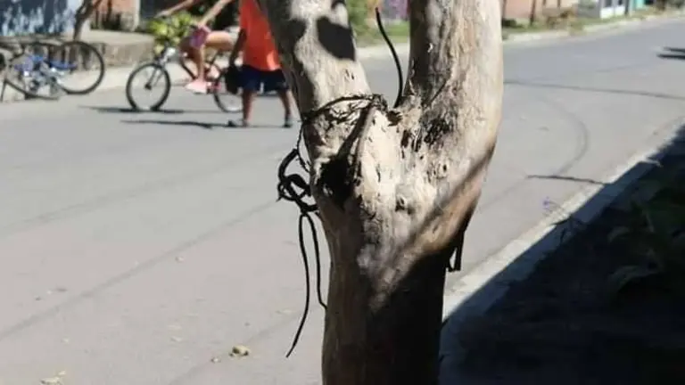 Ahorcado en árbol