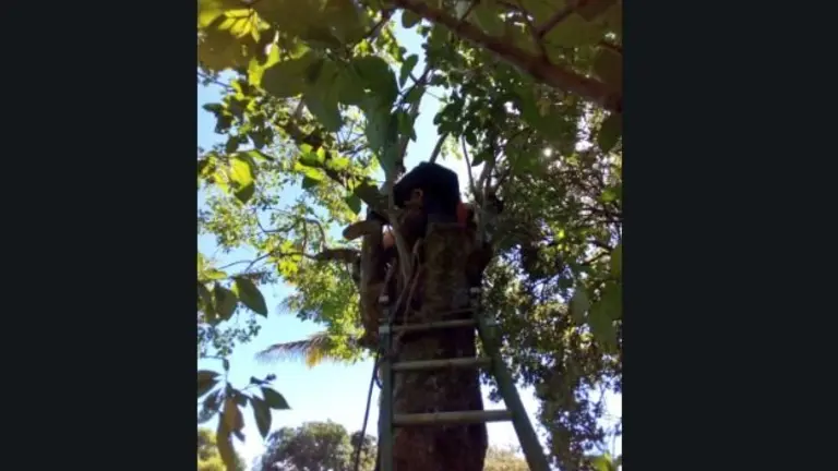 Rescate de hombre en árbol