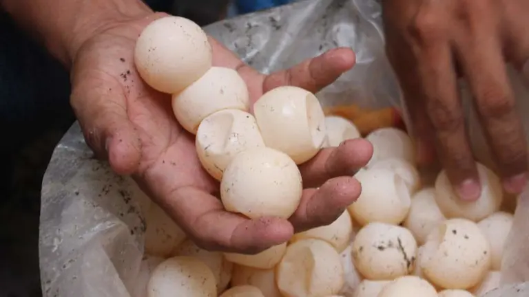 huevos de tortuga