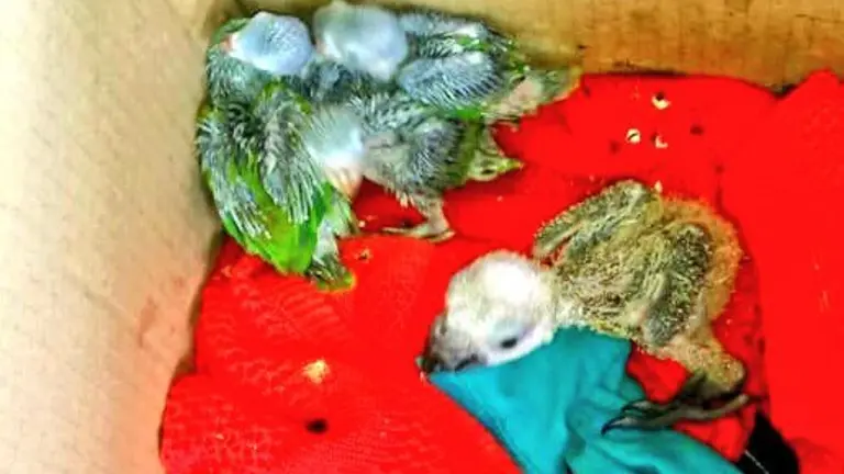 pericos decomisados