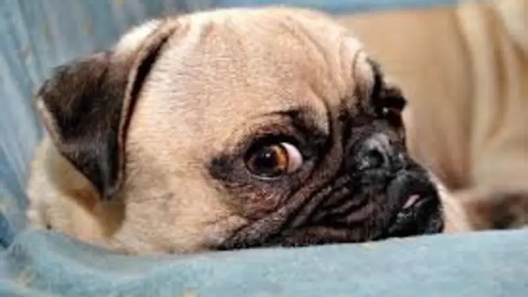 Imagen de referencia tomada de Pixers