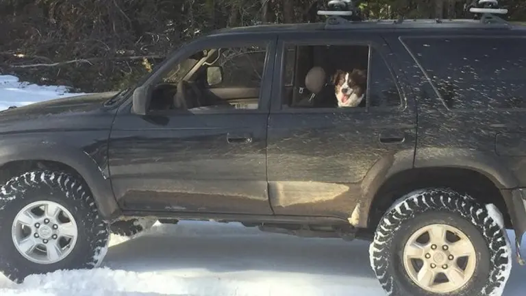 Perro en el vehículo