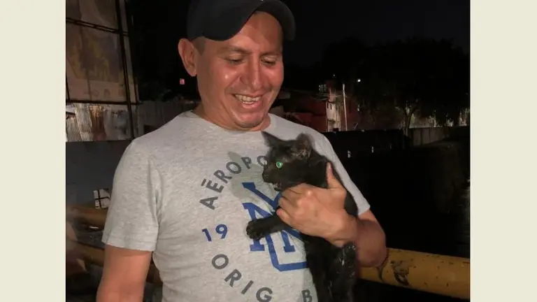 Gato extraviado