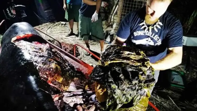 Ballena con plástico