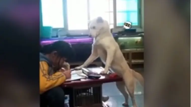 perritoynichaXU