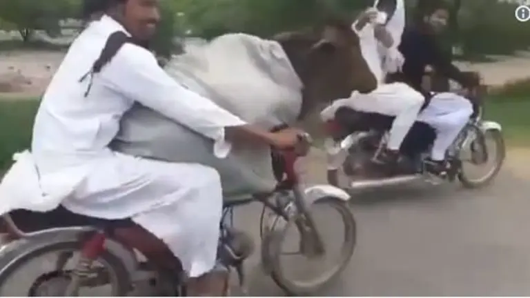 Vaca en moto