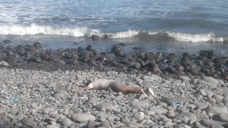 Ahogado en Playa San Diego